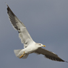 1cy fuscus in August, ringed in Finland. (81365 bytes)